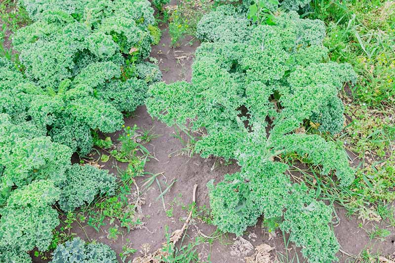 Una imagen de arriba hacia abajo de las plantas rizadas de Brassica oleracea que crecen en el jardín en filas con hierba y malezas entre ellas.