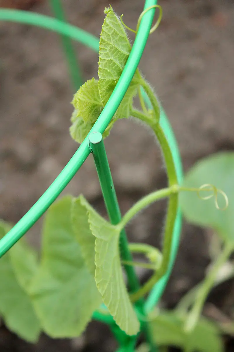 Una imagen vertical de cerca de una jaula de tomate de metal con una pequeña planta de melón creciendo, aferrándose con diminutos zarcillos.  En el fondo está el suelo y el mantillo en un enfoque suave.