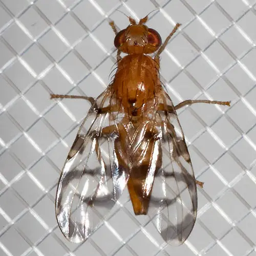 Una imagen cuadrada de cerca de una mosca de la fruta de la grosella en una parrilla de metal.