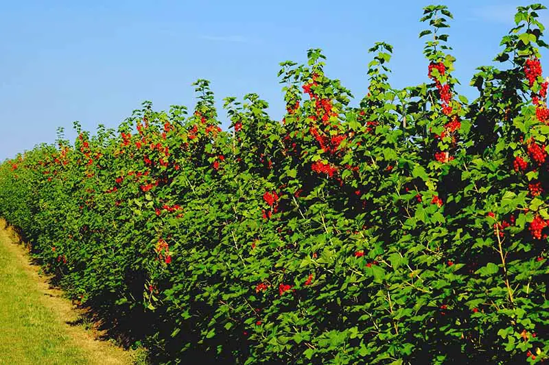 Un seto de arbustos de grosellas rojas, con bayas rojas maduras, que contrastan con las hojas de color verde brillante, con un margen de hierba en la parte inferior.  El fondo es el cielo azul en un día soleado.
