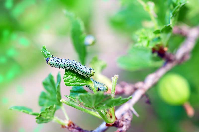 Una imagen horizontal de primer plano de un gusano de grosella que se alimenta del follaje de un arbusto representado en un fondo de enfoque suave.