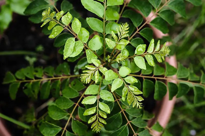 Una imagen horizontal de arriba hacia abajo de un árbol de hoja de curry que crece en una olla al aire libre.
