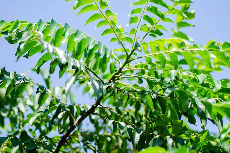 Una imagen horizontal de primer plano del follaje de un árbol de hoja de curry que crece al aire libre bajo la luz del sol sobre un fondo de cielo azul.
