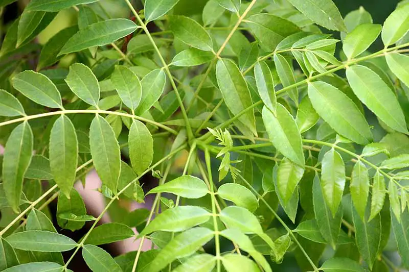 Una imagen horizontal de primer plano del follaje de un árbol de hoja de curry con signos de nuevo crecimiento.