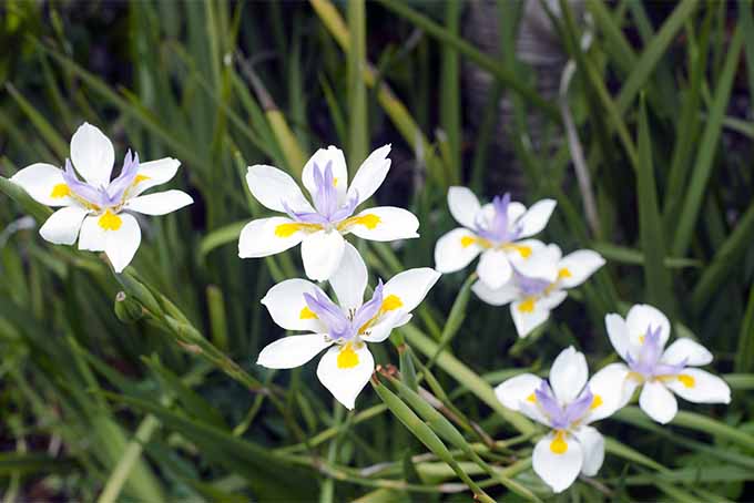 Conozca los entresijos de la poda de plantas de iris bicolor y africano |  camino del jardinero