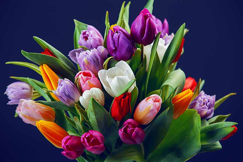 Un ramo de flores cortadas de tulipanes de diferentes colores en rosas, morados, blancos, naranjas y rojos, en un fondo oscuro.