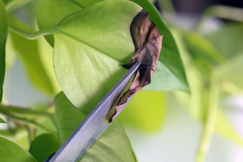 Una imagen horizontal de primer plano de un par de tijeras cortando hojas muertas de una planta de interior.