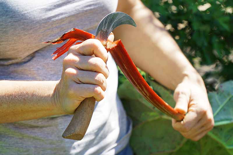 Un primer plano de una mano desde la izquierda del marco cortando el extremo de un tallo de ruibarbo rojo brillante recién cosechado a la luz del sol, sobre un fondo de enfoque suave.
