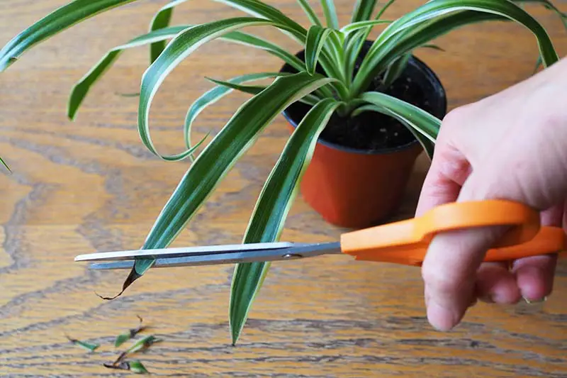 Una imagen horizontal de primer plano de una mano desde la derecha del marco usando tijeras para cortar las puntas de las hojas de una planta de araña.