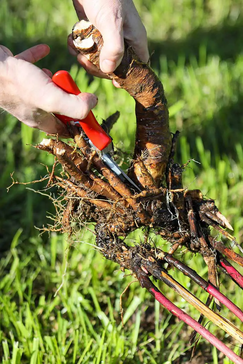 Una imagen vertical de cerca de las manos de un jardinero usando un par de podadoras para cortar las raíces de una planta de peonía para dividirla.