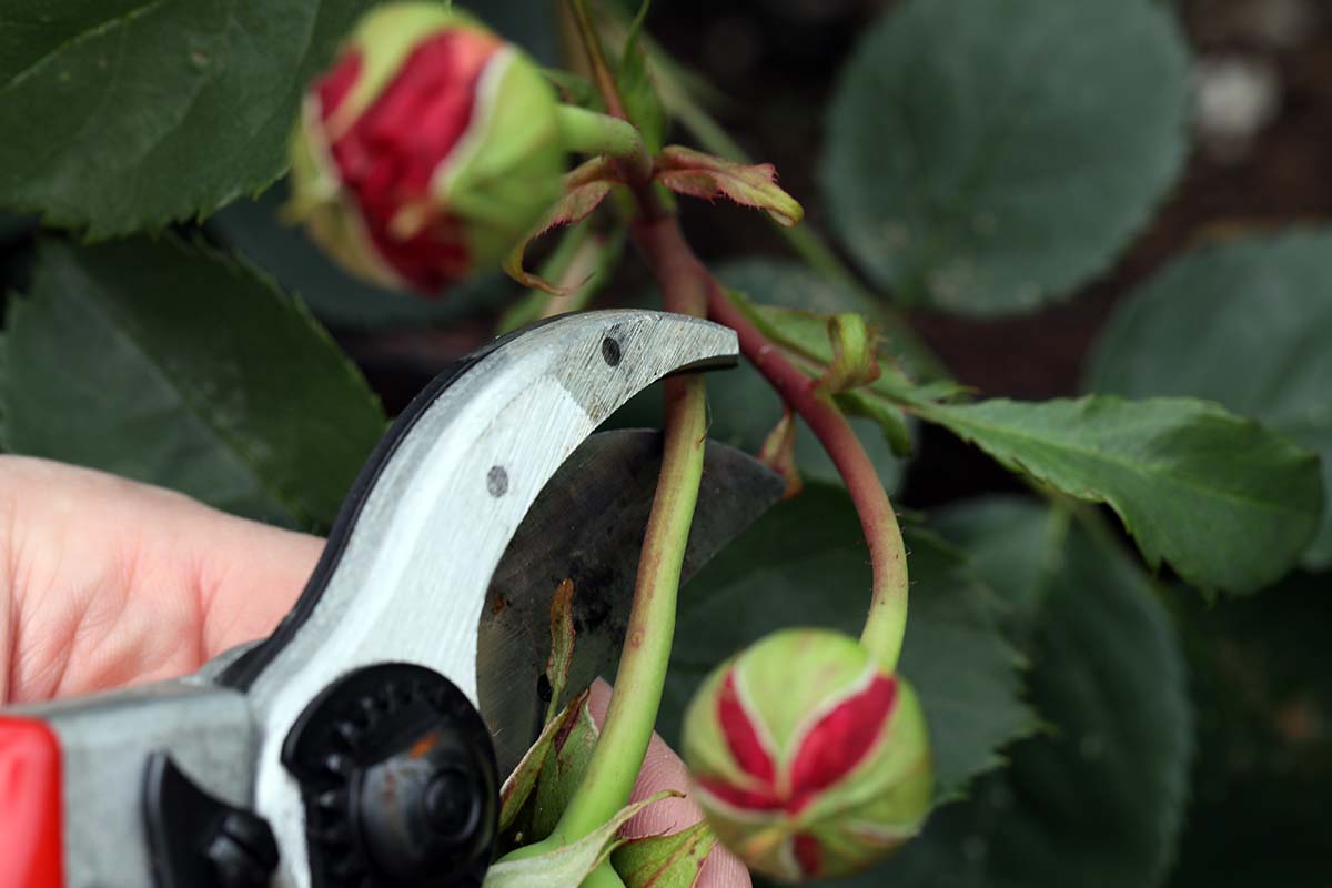 Una imagen horizontal de primer plano de un par de tijeras de podar cortando el tallo de un arbusto de rosas.
