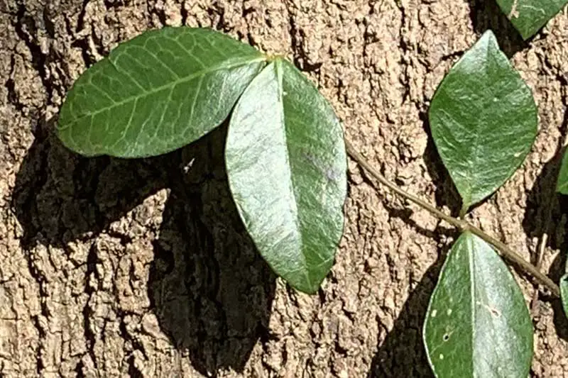 Cerca de las hojas de una planta de jazmín asiático que crece en el tronco de un árbol bajo el sol brillante.