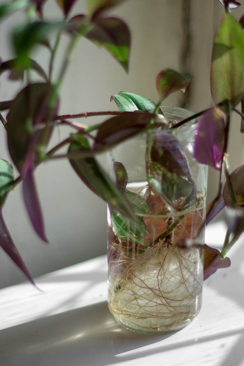 Una imagen vertical de cerca de un corte de tallo de planta de araña que se arraiga en una jarra de agua representada en un alféizar.
