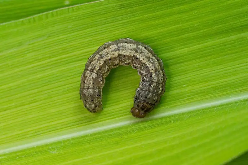 Una imagen horizontal de primer plano de un gusano cortador en forma de C en una hoja verde.