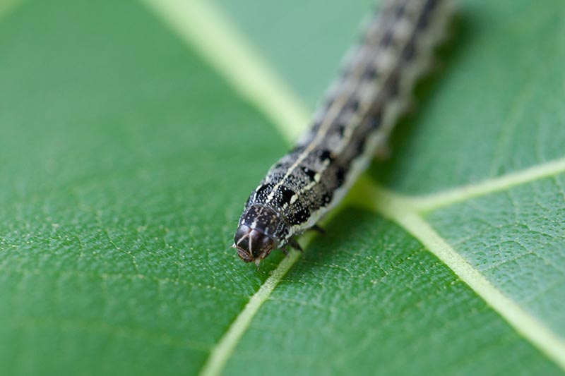 Una imagen horizontal de primer plano de un gusano cortador en una hoja verde.