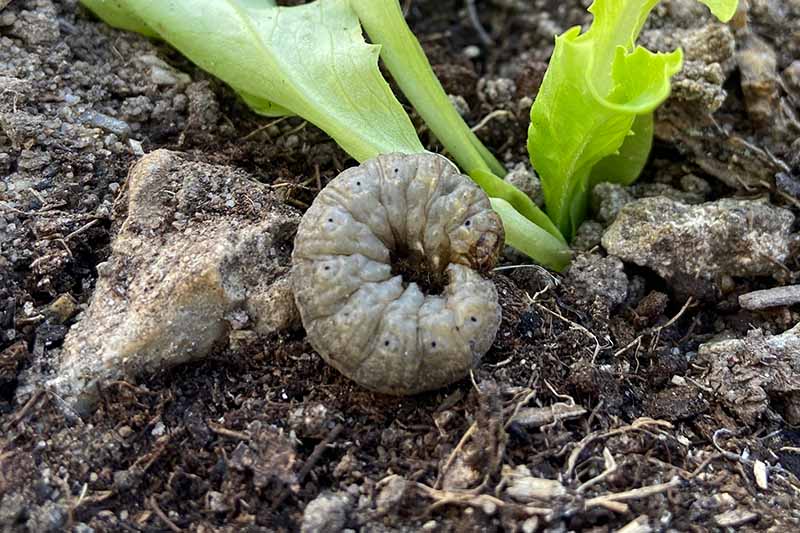Una imagen horizontal de primer plano de un gusano cortador en forma de C en el suelo del jardín.