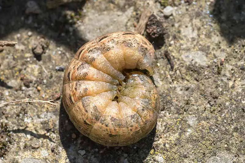 Una imagen horizontal de primer plano de un gusano cortador enrollado en una bola apretada en la superficie del suelo.