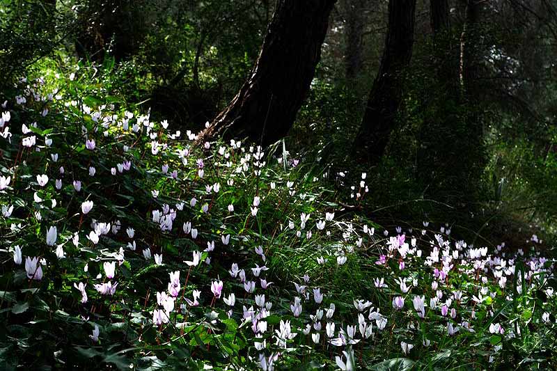 Una imagen horizontal de una franja de ciclamen que crece en un entorno boscoso.