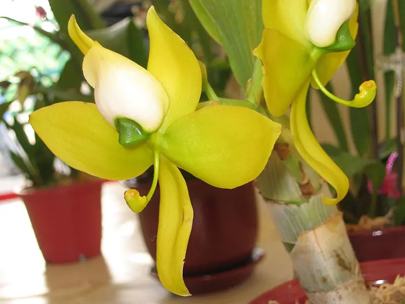 Una imagen horizontal de primer plano de la flor verde amarillenta de Cycnoches warscewiczii, un tipo de orquídea.