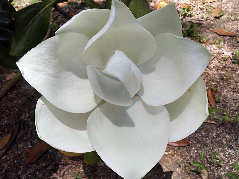 Una imagen horizontal de primer plano de una flor de magnolia blanca 'DD Blanchard'.