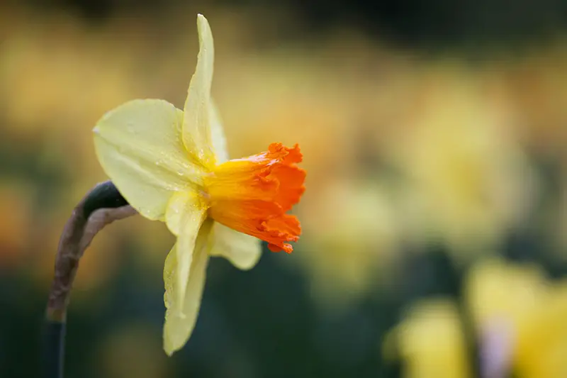 Una imagen horizontal de primer plano de una pequeña flor amarilla y naranja representada en un fondo de enfoque suave.