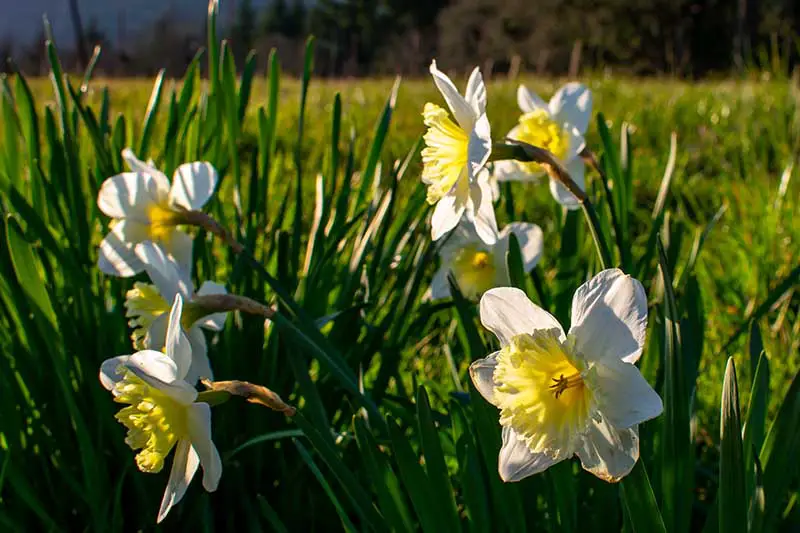 Una imagen horizontal de cerca de narcisos floreciendo en el jardín de primavera fotografiado a la luz del sol.