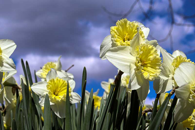 Una imagen horizontal de cerca de una franja de flores de narciso que florecen en el jardín en un fondo de cielo azul.