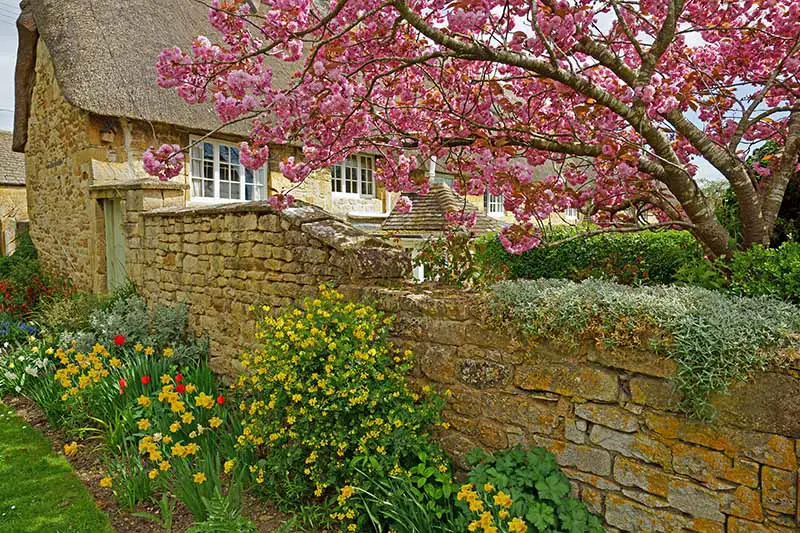 Una imagen horizontal de una cabaña con techo de paja con una pared de piedra y un borde de jardín plantado con bulbos florecientes de primavera, con un árbol de magnolia en el fondo.