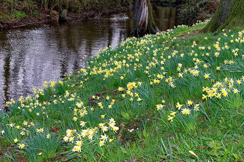 Una imagen horizontal de la orilla de un río flanqueada por árboles y flores amarillas de primavera.