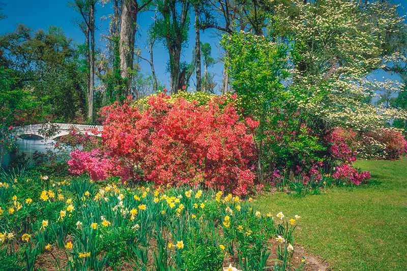 Una imagen horizontal de un jardín de primavera plantado con azaleas y bulbos de flores de primavera, con árboles y cielo azul en el fondo.