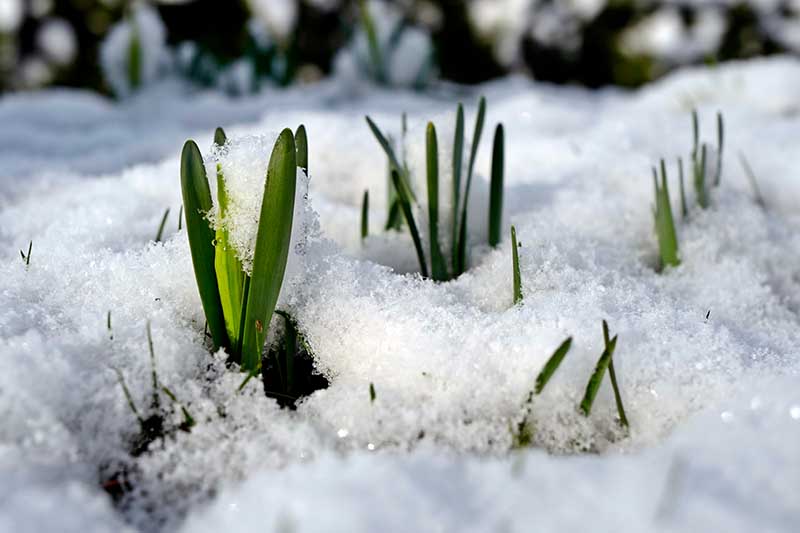 Una imagen horizontal de primer plano del follaje de narciso empujando a través de la nieve en primavera.