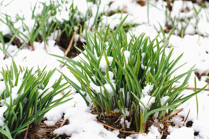 Una imagen horizontal de primer plano de los brotes verdes de las plantas de narciso cubiertas de nieve primaveral.