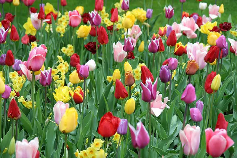 Una imagen horizontal de cerca de narcisos y tulipanes que crecen en el jardín de primavera.