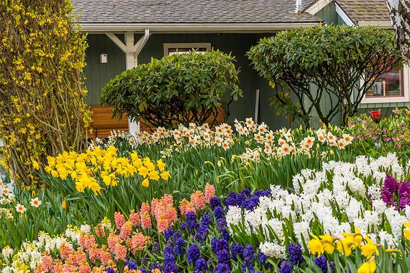 Una imagen horizontal de un jardín con varios bulbos de flores de primavera en plena floración fuera de una casa con varios arbustos en el fondo.