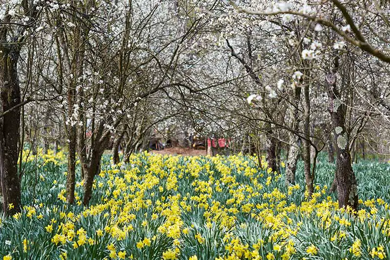 Una imagen horizontal de un huerto con una gran franja de flores amarillas que crecen debajo de los árboles.