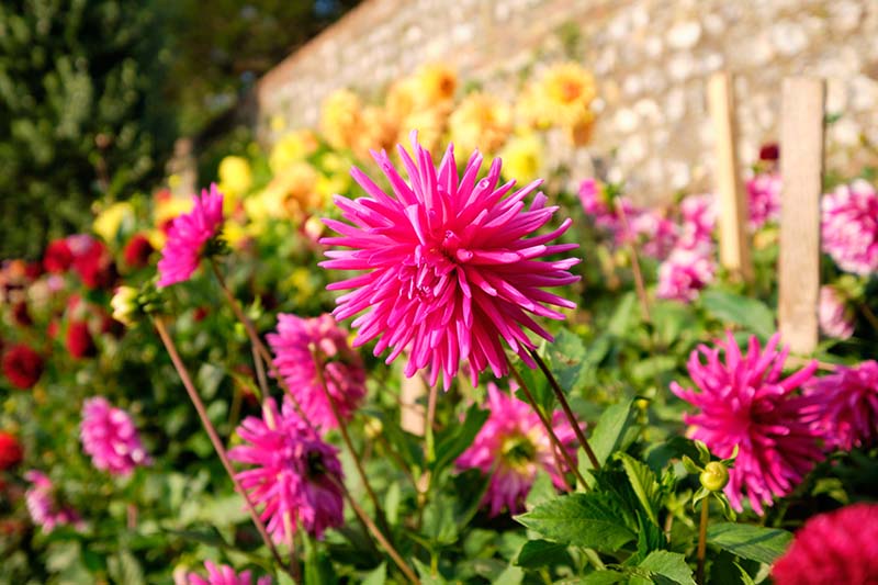 Una imagen horizontal de primer plano de vibrantes dalias floreciendo a fines del verano con un muro de piedra en un enfoque suave en el fondo, fotografiado bajo un sol brillante.