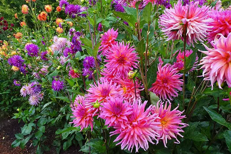 Una imagen horizontal de primer plano de un jardín lleno de flores de dalia de colores brillantes en rosas, púrpura y naranja.