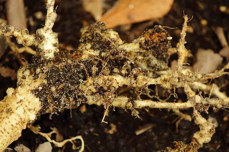 Un primer plano de las raíces de una planta dañada por nematodos agalladores.  Las raíces enredadas tienen agallas características y áreas de ennegrecimiento donde han sido dañadas por las plagas.  El fondo es suelo de enfoque suave.