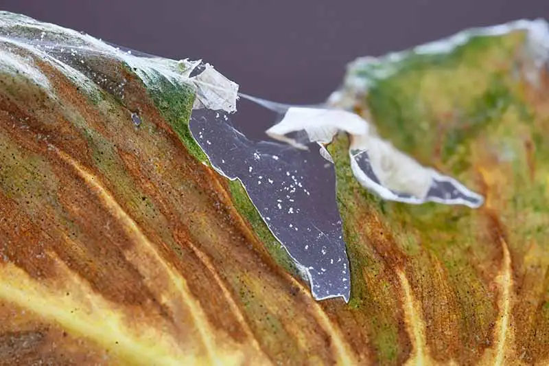 Una imagen horizontal de primer plano de la hoja de una planta de filodendro infestada de ácaros araña.