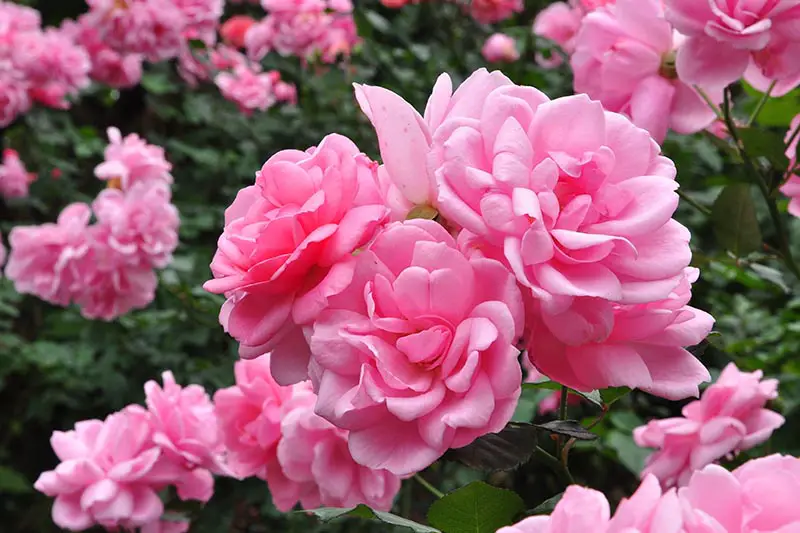 Una imagen horizontal de cerca de flores de color rosa brillante que crecen en el jardín en un fondo de enfoque suave.