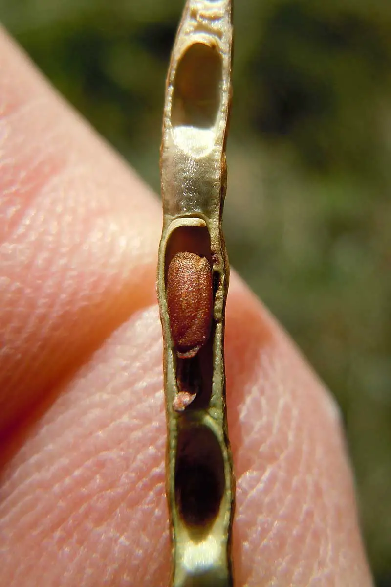 Un primer plano de una mano desde la izquierda del marco que sostiene una vaina de semillas larga y delgada, representada en un fondo de enfoque suave.