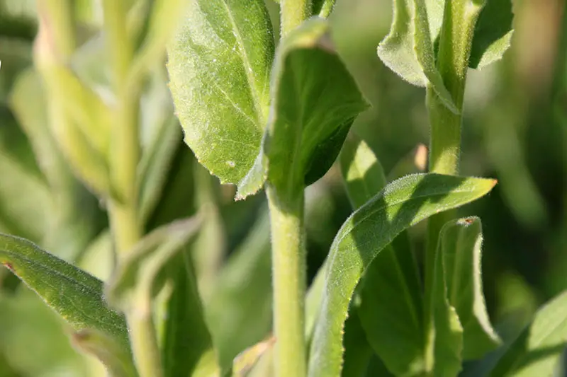 Una imagen horizontal de cerca de las hojas y tallos del cohete de dame que crece en el jardín listo para la cosecha, representada a la luz del sol sobre un fondo de enfoque suave.