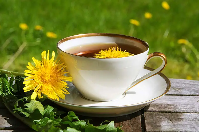 Una imagen horizontal de primer plano de una taza de té de diente de león sobre una superficie de madera con una flor fresca sobre el platillo, representada en un fondo de enfoque suave.