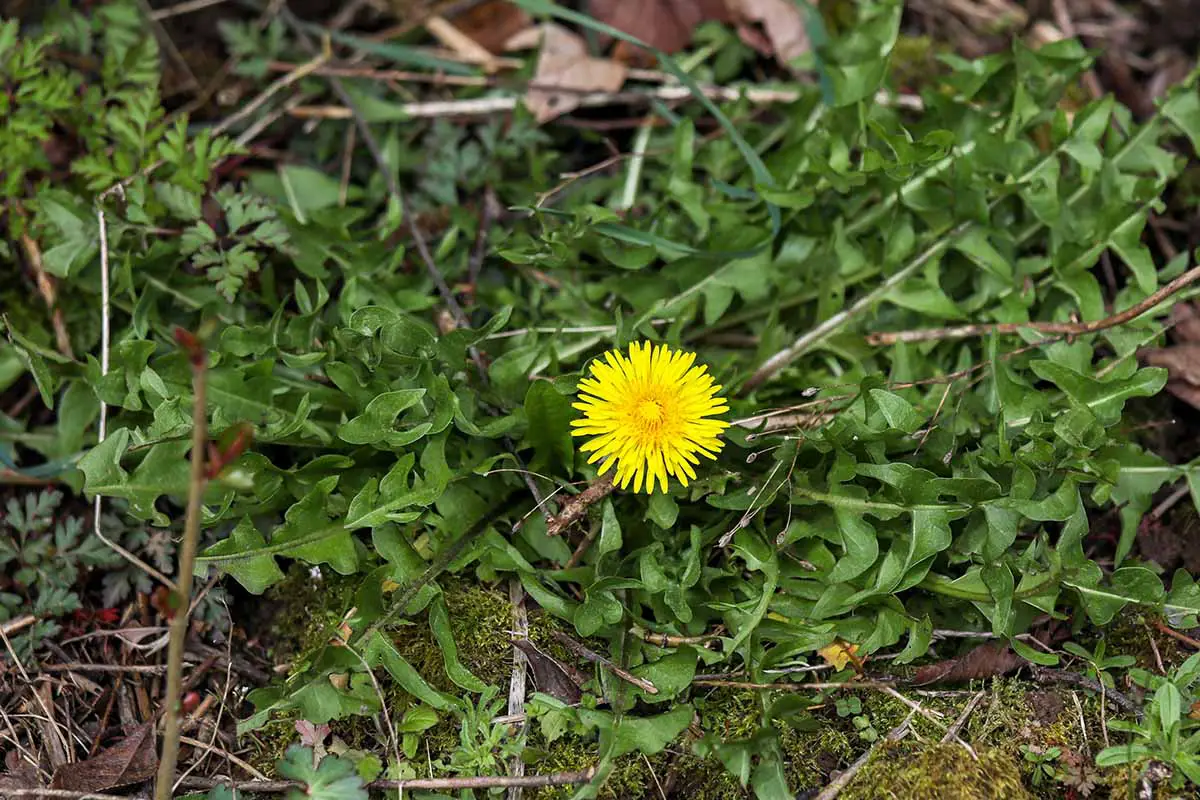 Una imagen horizontal de cerca de una flor amarilla de diente de león que crece en el jardín.