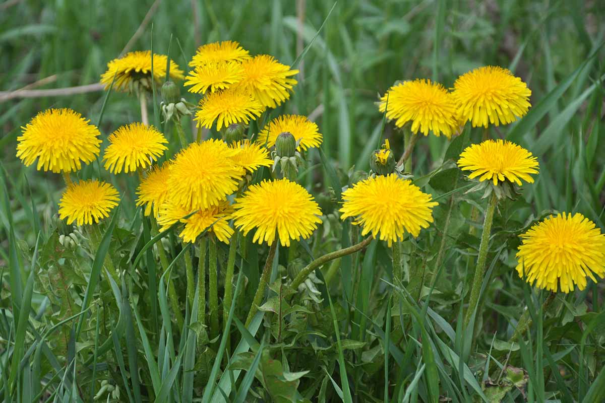 Una imagen horizontal de primer plano de flores amarillas de diente de león que crecen como malas hierbas en un césped fotografiado en un fondo de enfoque suave.