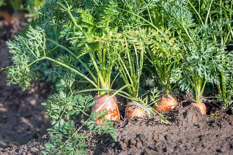 Una imagen horizontal de primer plano de zanahorias que crecen en el jardín listas para la cosecha, fotografiadas bajo un sol brillante.