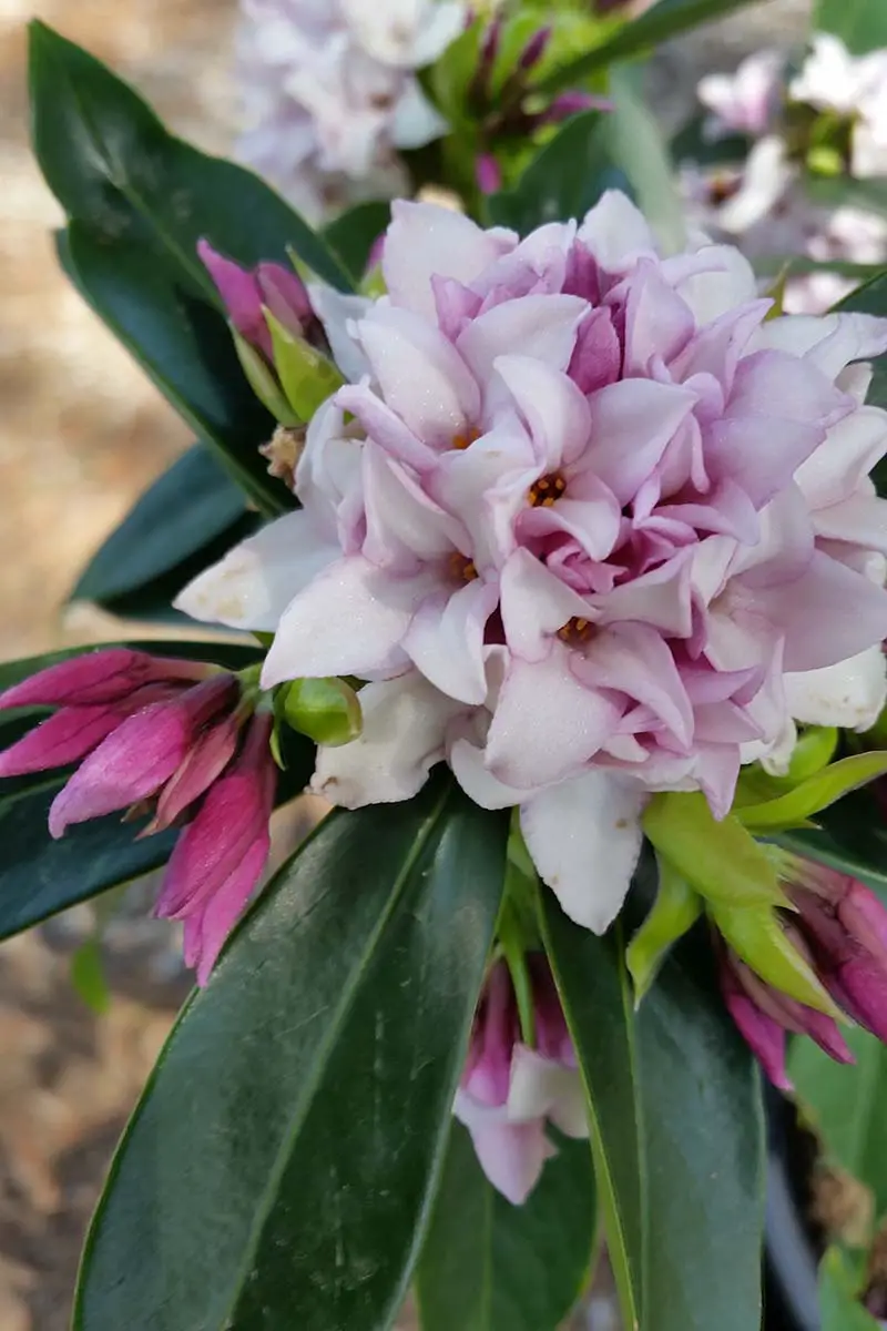 Una imagen vertical de cerca de una flor de Daphne 'Perfume Princess' que crece en el jardín representada en un fondo de enfoque suave.