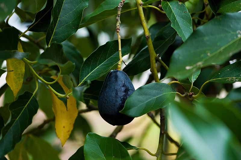 Un primer plano de una fruta de aguacate oscura, casi negra, que cuelga de una rama rodeada de hojas verdes sobre un fondo de enfoque suave.