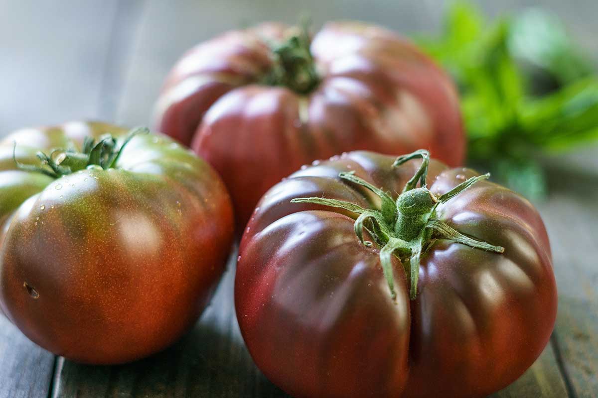 Una imagen horizontal de primer plano de tomates Brandywine oscuros recién cosechados y colocados sobre una superficie de madera.