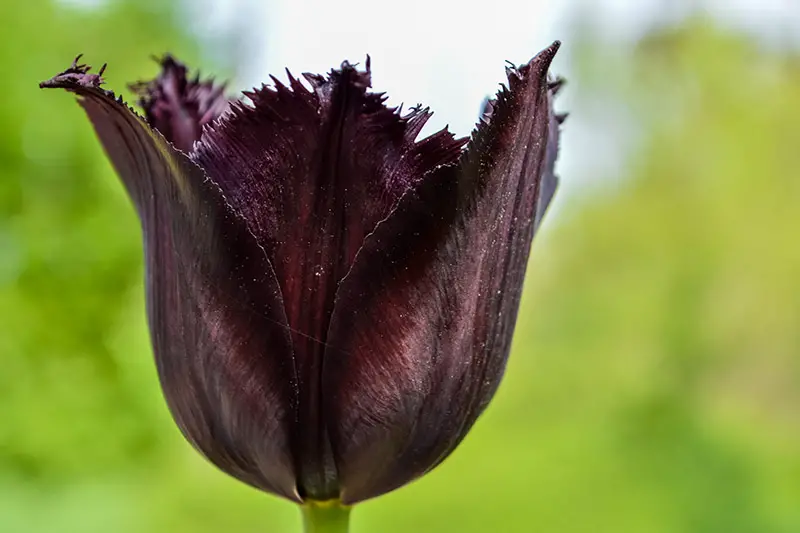 Una imagen horizontal de primer plano de un tulipán con flecos de color púrpura oscuro, casi negro, que crece en el jardín fotografiado sobre un fondo verde de enfoque suave.